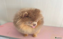 Pomeranian dogs for stud: 💜🧡Lilac & tan KC stud Benji champions in line  in Guildford - Image 4