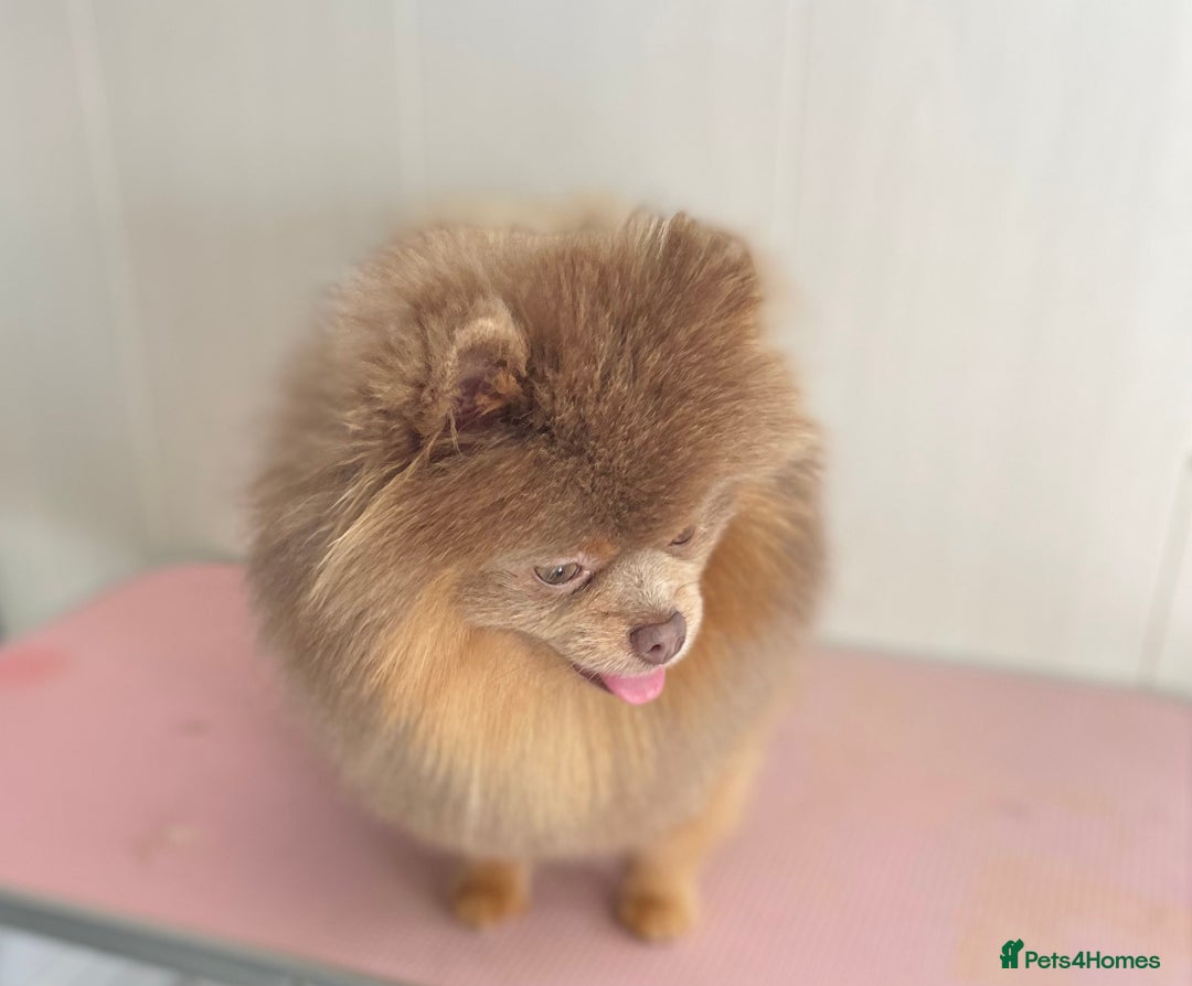 Pomeranian dogs for stud: 💜🧡Lilac & tan KC stud Benji champions in line  in Guildford - Image 4