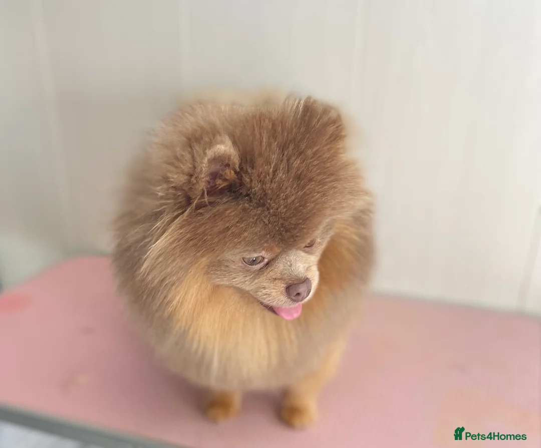 Pomeranian dogs for stud: 💜🧡Lilac & tan KC stud Benji champions in line  in Guildford - Advert 4