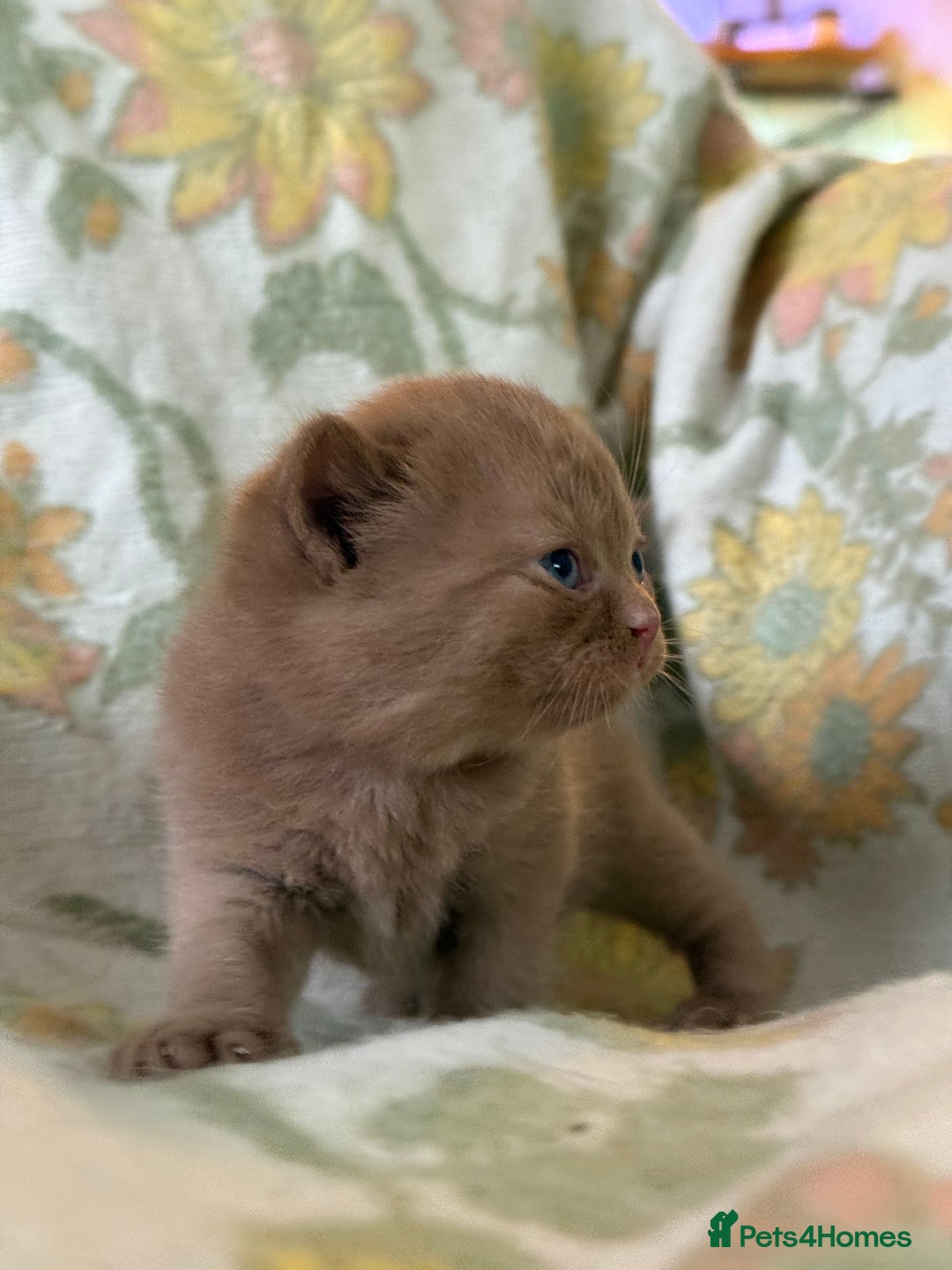 British Shorthair cats for sale: Beautiful GCCF and TICA reg British Shorthair  - Advert 25