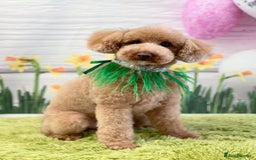 Toy Poodle dogs for sale: Fully trained red toy poodle - Image 1