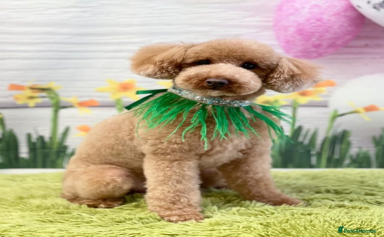 Toy Poodle dogs - Advert 8
