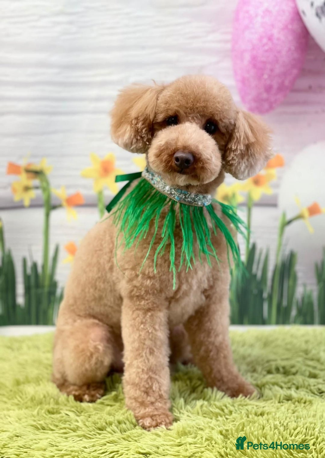 Toy Poodle dogs for sale: Fully trained red toy poodle - Image 1