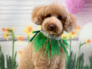 Toy Poodle dogs - Advert 8