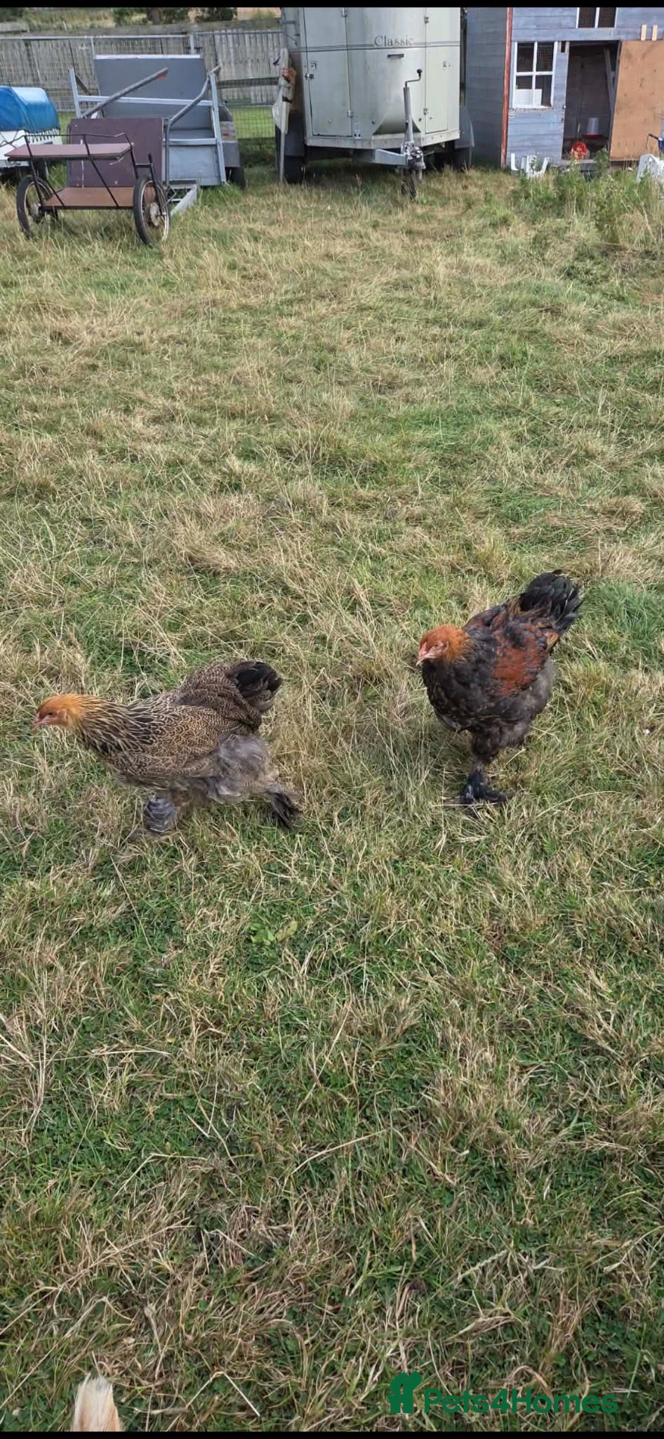 Chickens poultry Brahma pair - Advert 4