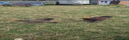 Chickens poultry for sale: Brahma pair - Advert 1