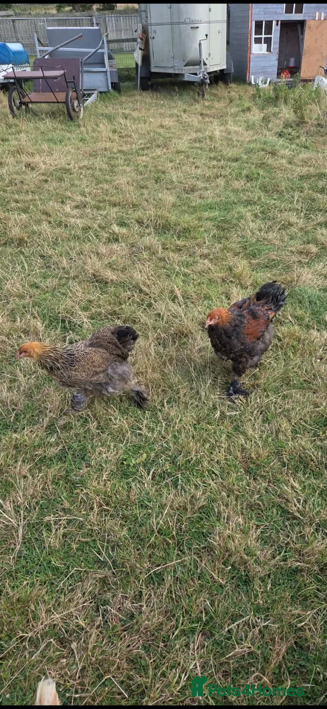 Chickens poultry for sale: Brahma pair - Advert 1