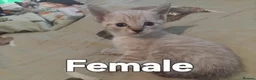 British Shorthair cats for sale: READY IN 4 DAYS  - Advert 6