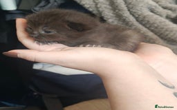 Ragdoll cats for sale: CINNAMON RAGDOLL GIRL - Image 12
