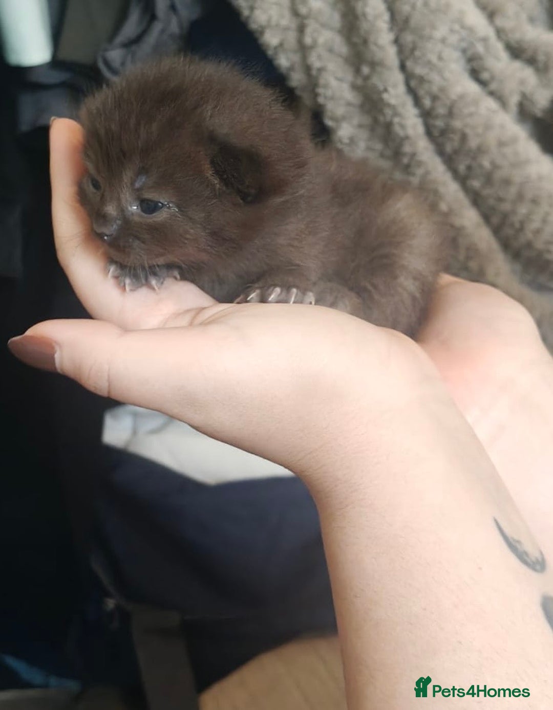 Ragdoll cats for sale: CINNAMON RAGDOLL GIRL - Image 12