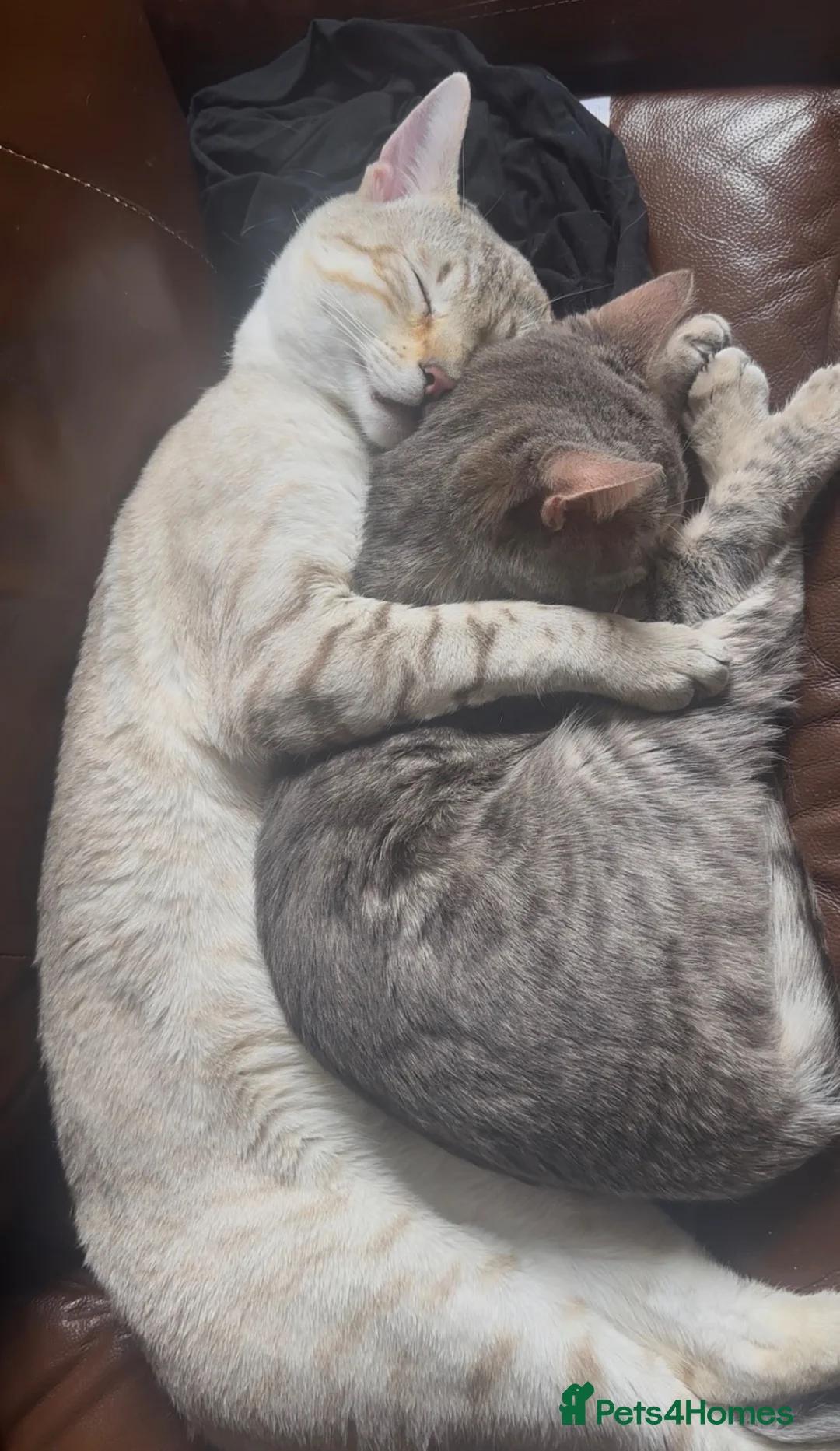 Bengal cats for sale: Rare Pure Bengal kittens  - Advert 2