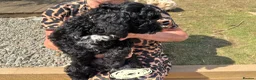 Irish Doodle dogs for sale: Irish Gordon Doodles - Advert 16