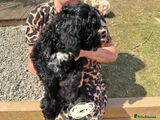 Irish Gordon Doodle Puppy white