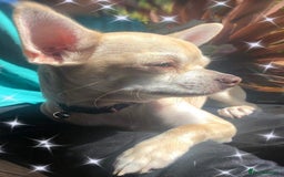 Chihuahua dogs for sale: Chihuahua  - Image 8