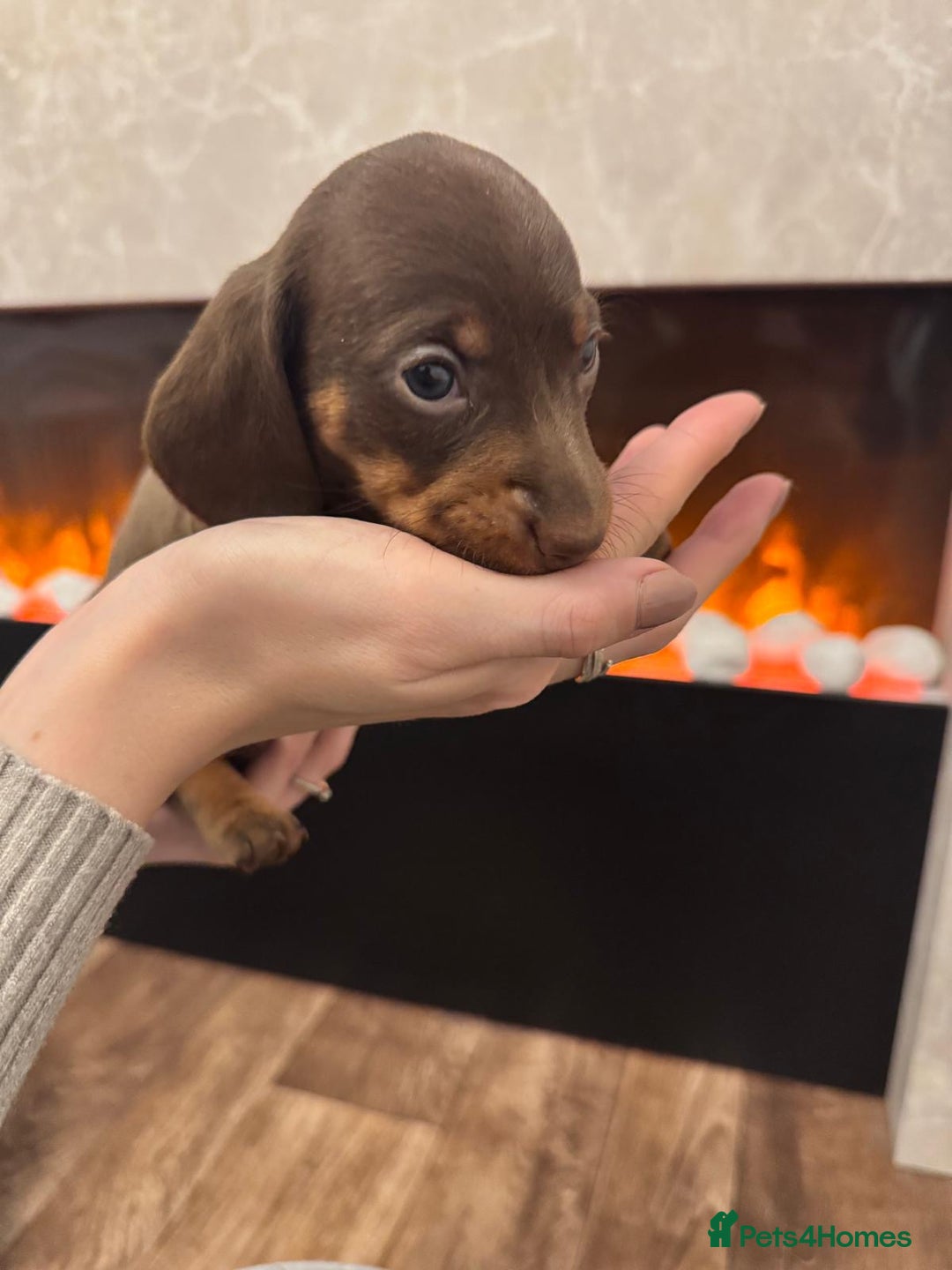 Miniature Dachshund dogs for sale: 2 chocolate miniature dachshund puppies  - Advert 2