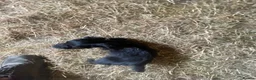 Cocker Spaniel dogs for sale: KC registered working cocker spaniel pups - Advert 18