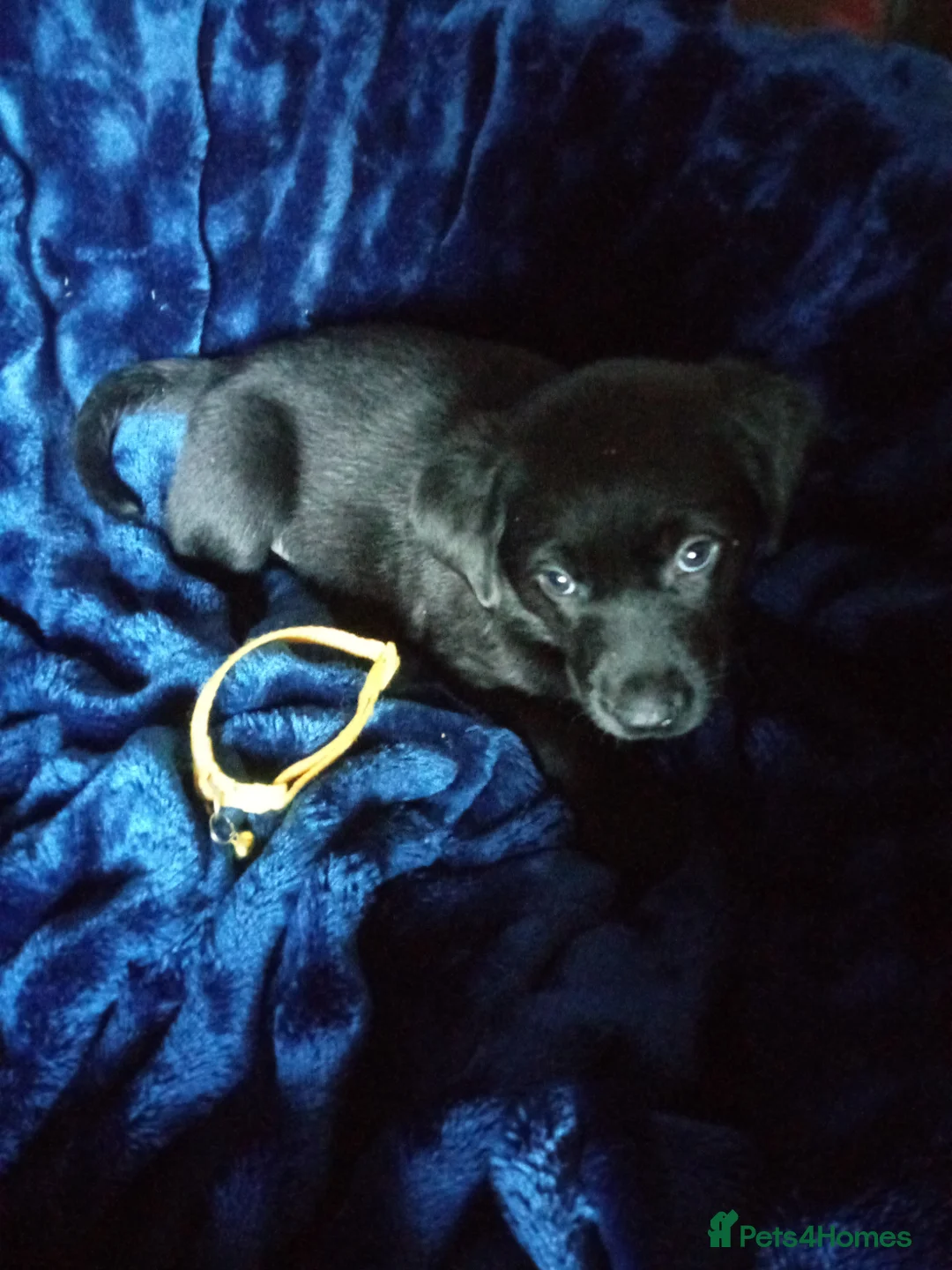 Labrador Retriever dogs for sale: Black Labradors puppies  - Advert 8