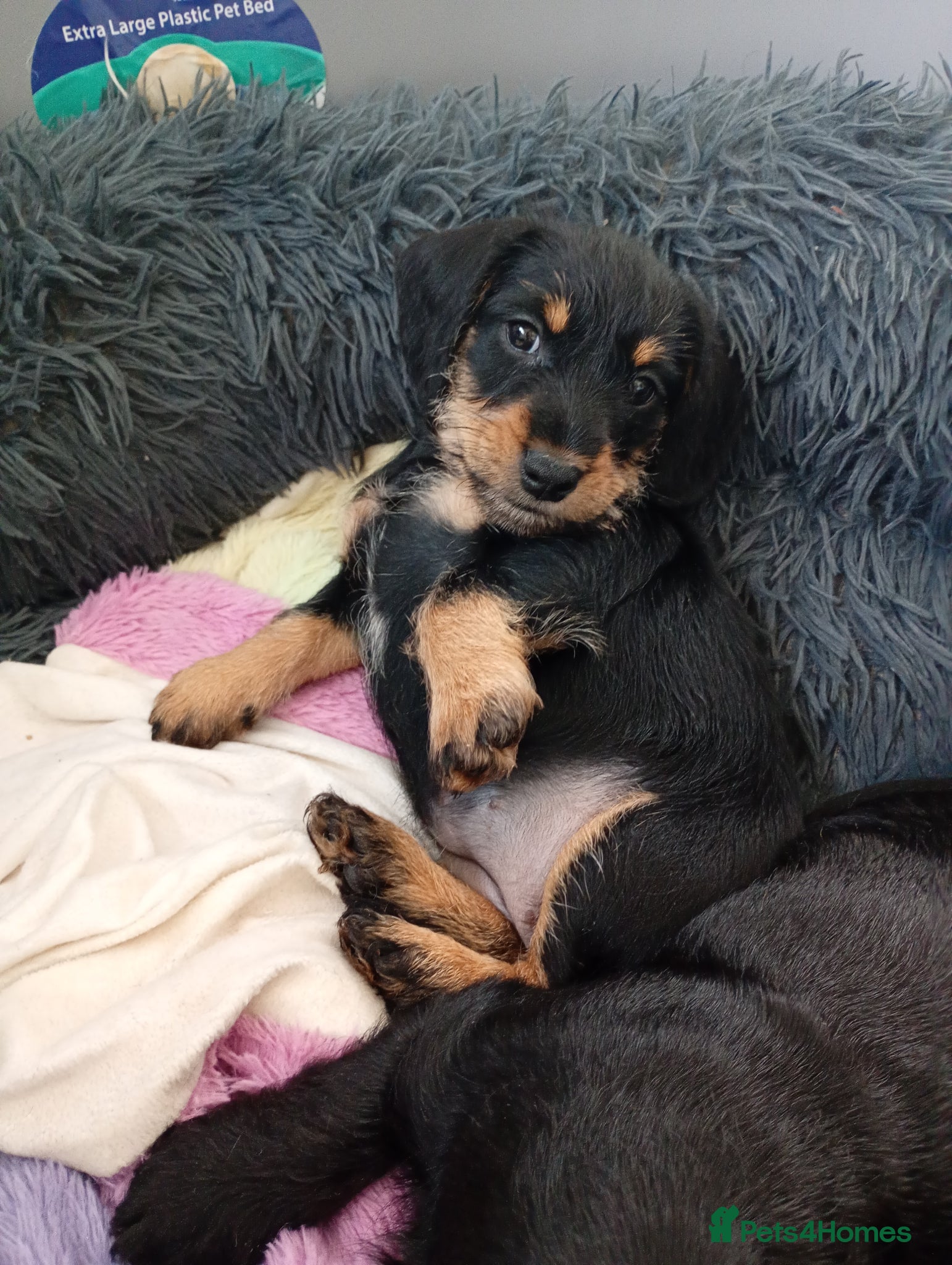 Mixed Breed dogs Miniature schnoxies  - Advert 1