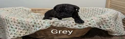 Cane Corso dogs for sale: ⚡Cane Corso puppies ⚡ - Advert 6