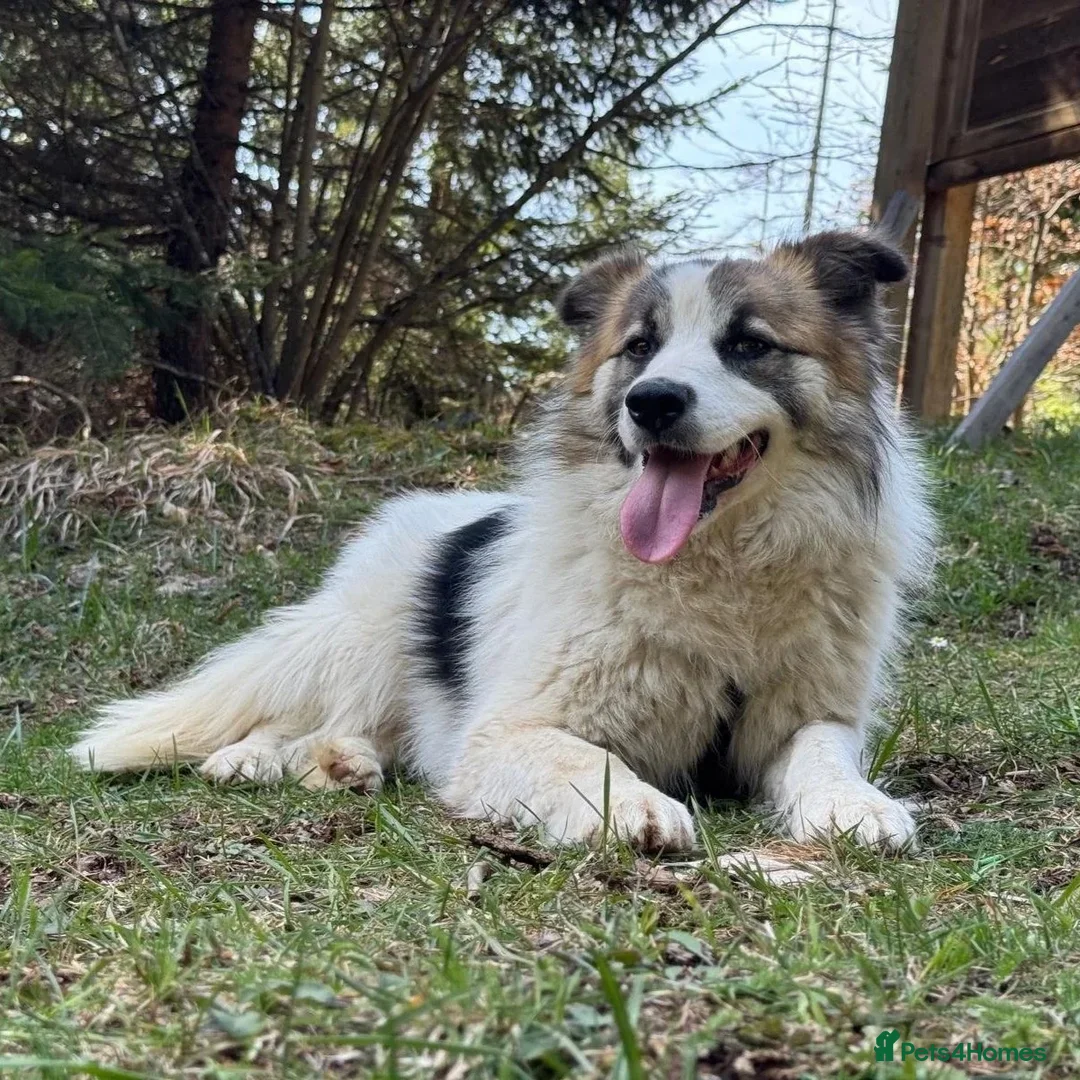 Mixed Breed dogs for adoption: Novie (Collie mix) - Advert 20