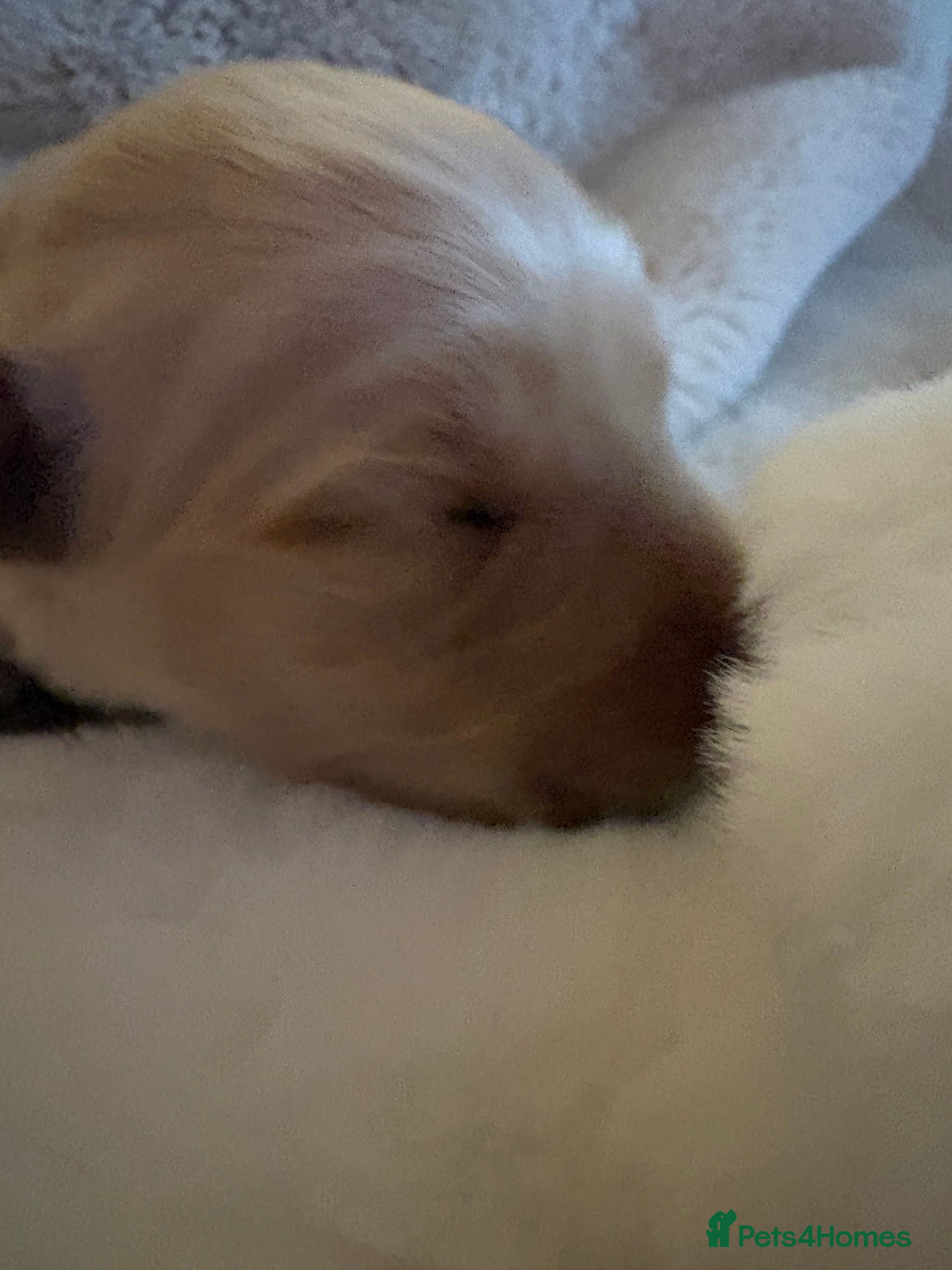 Golden Retriever dogs Golden retriever puppies boys and girls available  - Advert 13