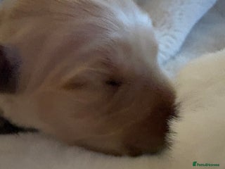 Golden Retriever dogs Golden retriever puppies boys and girls available - Advert 13