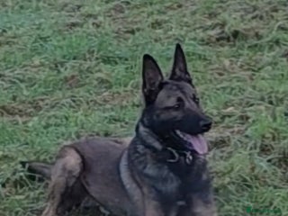 Belgian Shepherd Dog dogs Malinois Protection Dog - Advert 17