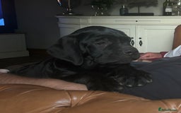 Cane Corso dogs for sale: Full Cane Corso, 1 Black Male remaining  in Newark - Image 37