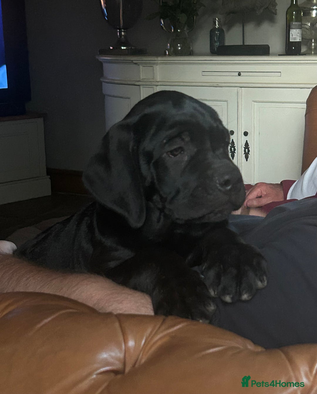 Cane Corso dogs for sale: Full Cane Corso, 1 Black Male remaining  in Newark - Image 37