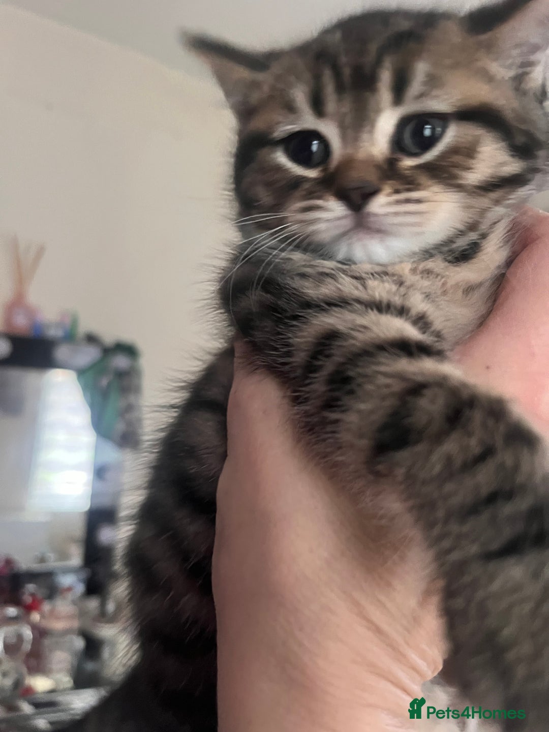 Maine Coon cats for sale: maincoon cross british shorthair  - Advert 3