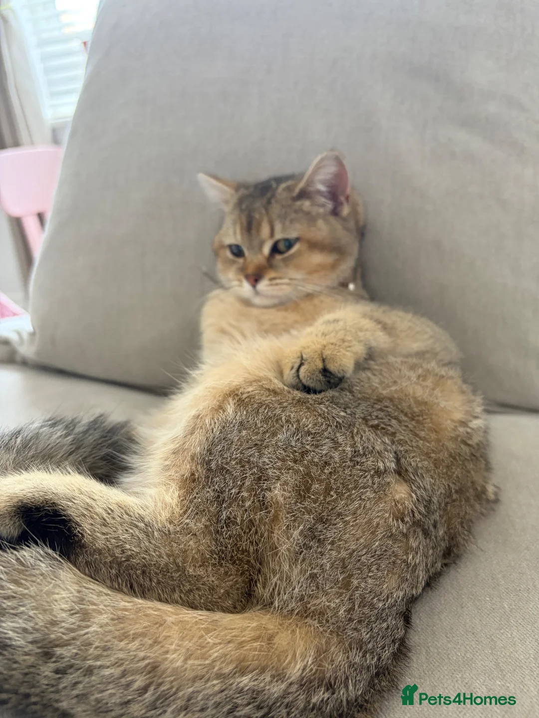 British Shorthair cats for sale: Black tipped chinchilla shorthair  - Advert 2