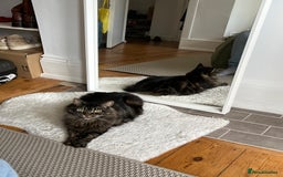 Norwegian Forest Cat cats for sale: Chico <3 - Image 6