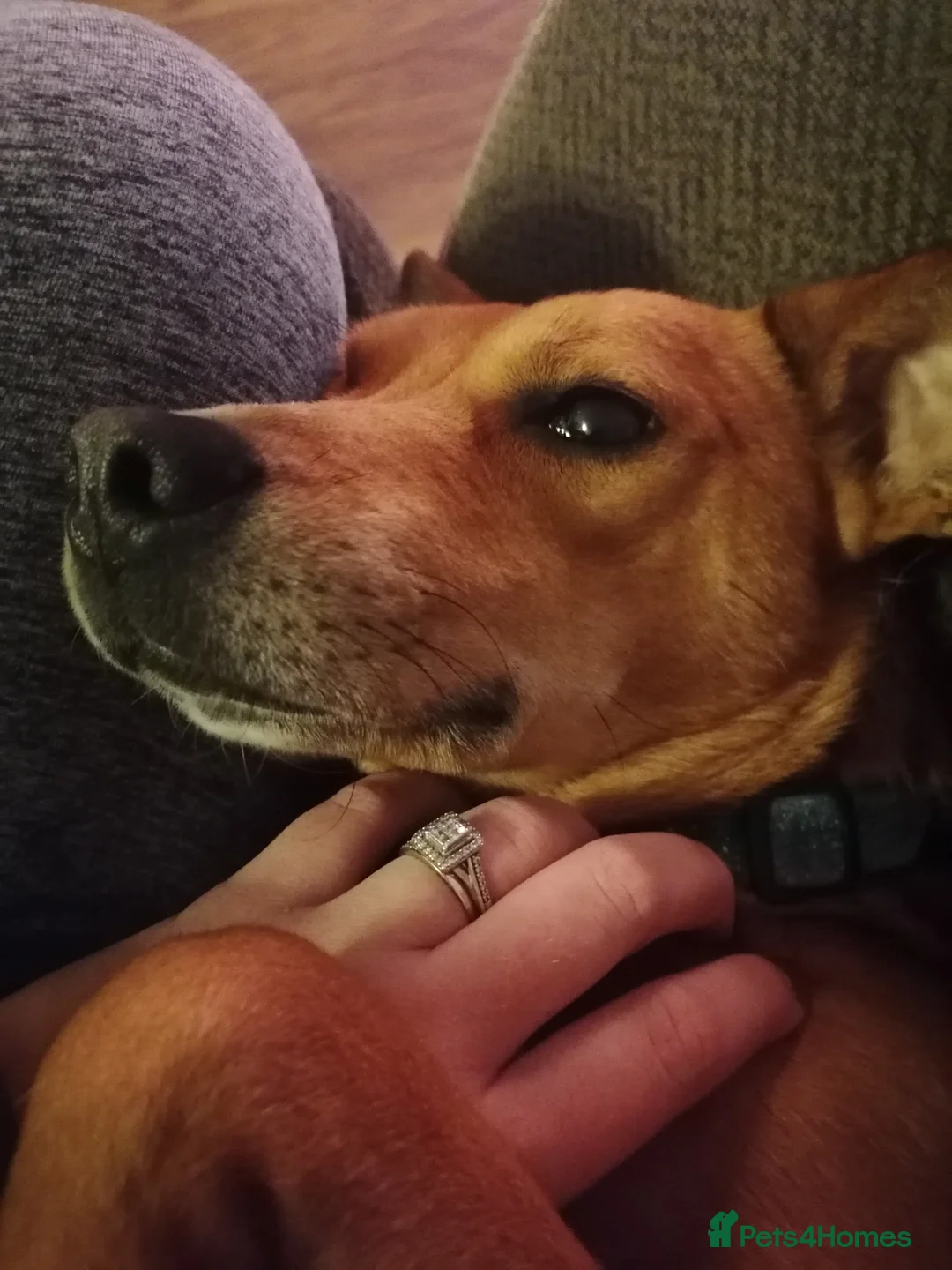 Mixed Breed dogs for sale: Absolutely gorgeous dog - NOT PUPPY in Wigan - Advert 5