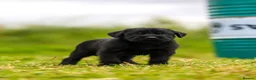Giant Schnauzer dogs for sale: Working line Giant schnauzer puppies - Advert 18