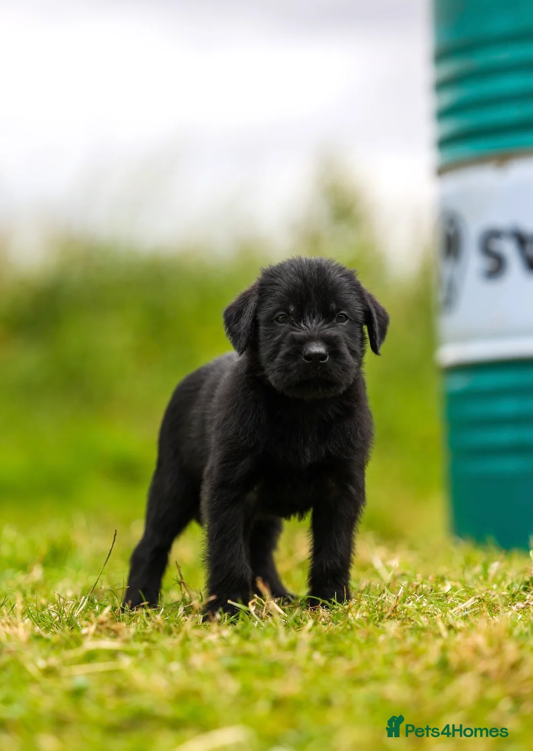Giant Schnauzer dogs for sale: !!REDUCED!! Very well bred Giant schnauzer puppies - Advert 2