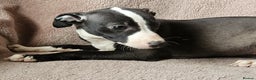 Whippet dogs for sale: **Ready now**KC HEART AND HEALTH TESTED WHIPPETS - Advert 11