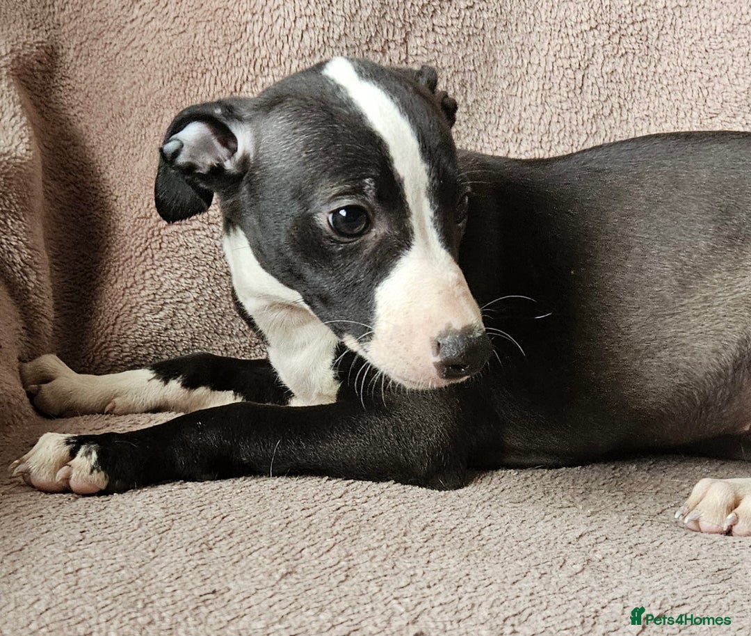 Whippet dogs for sale: **Ready now**KC HEART AND HEALTH TESTED WHIPPETS - Image 22
