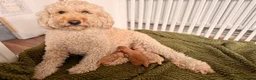 Australian Labradoodle dogs for sale: Multigenerational Australian Labradoodle  in Leicester - Advert 14