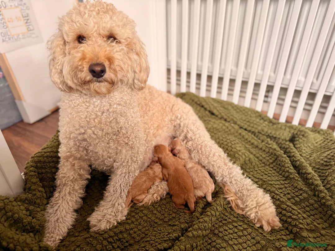 Australian Labradoodle dogs for sale: Multigenerational Australian Labradoodle  in Leicester - Advert 14