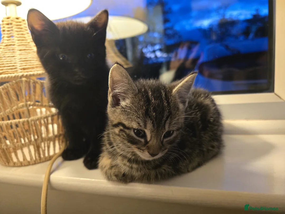 Mixed Breed cats for sale: Beautiful kittens for sale - Advert 1