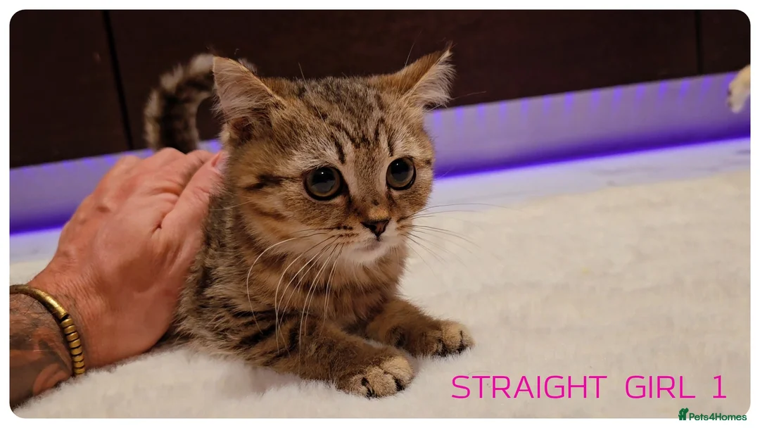 Scottish Fold cats for sale: Scottish Fold Kittens  - Advert 10