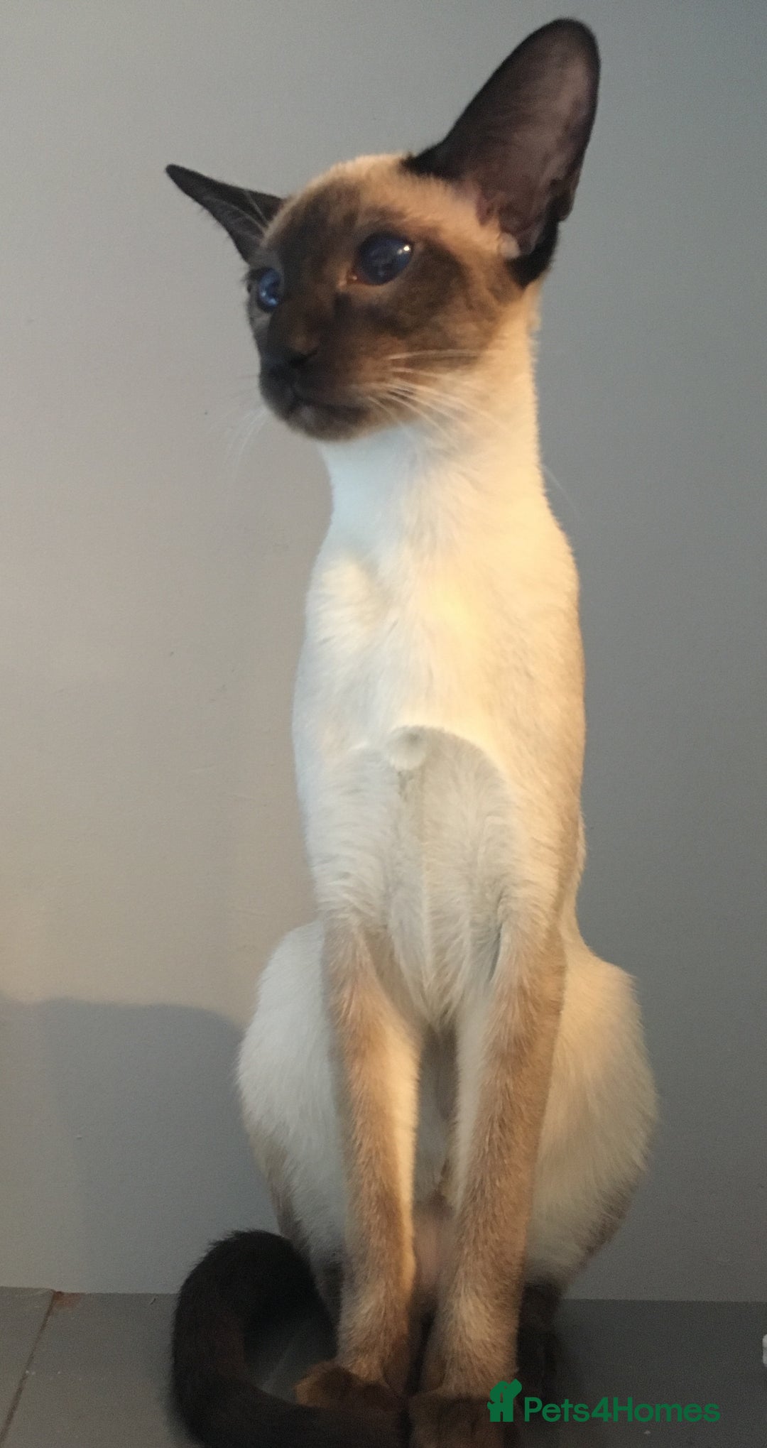 Oriental cats for sale: Outstanding Pedigree Oriental GCCF reg kittens - Advert 32