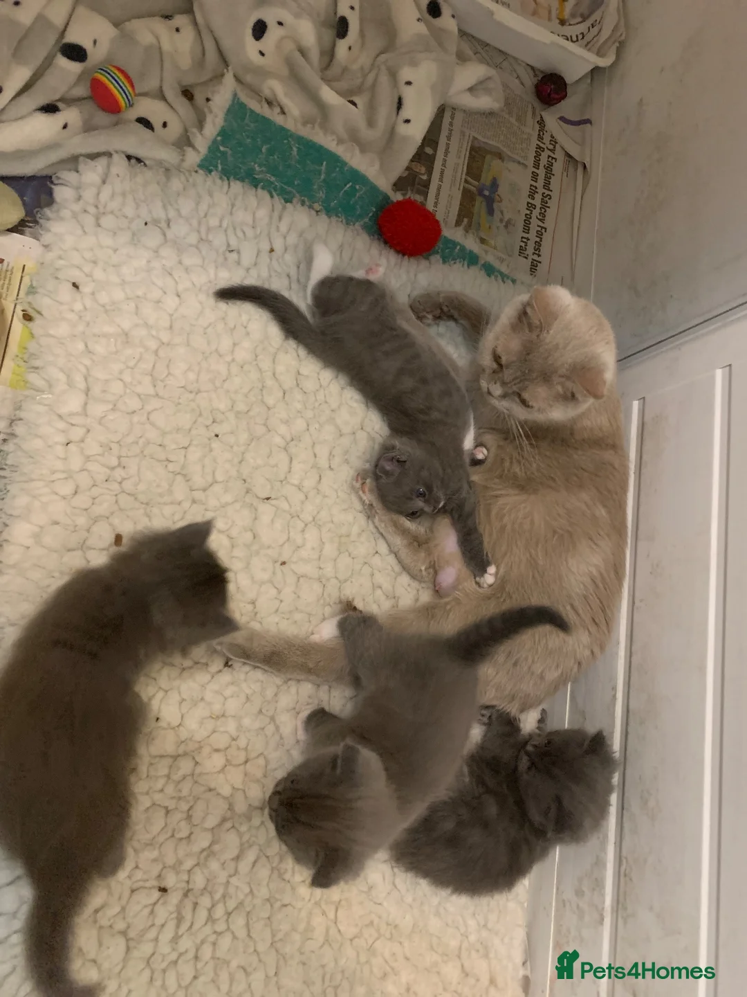 British Shorthair cats for sale: British shorthair x Ragdoll  - Advert 2