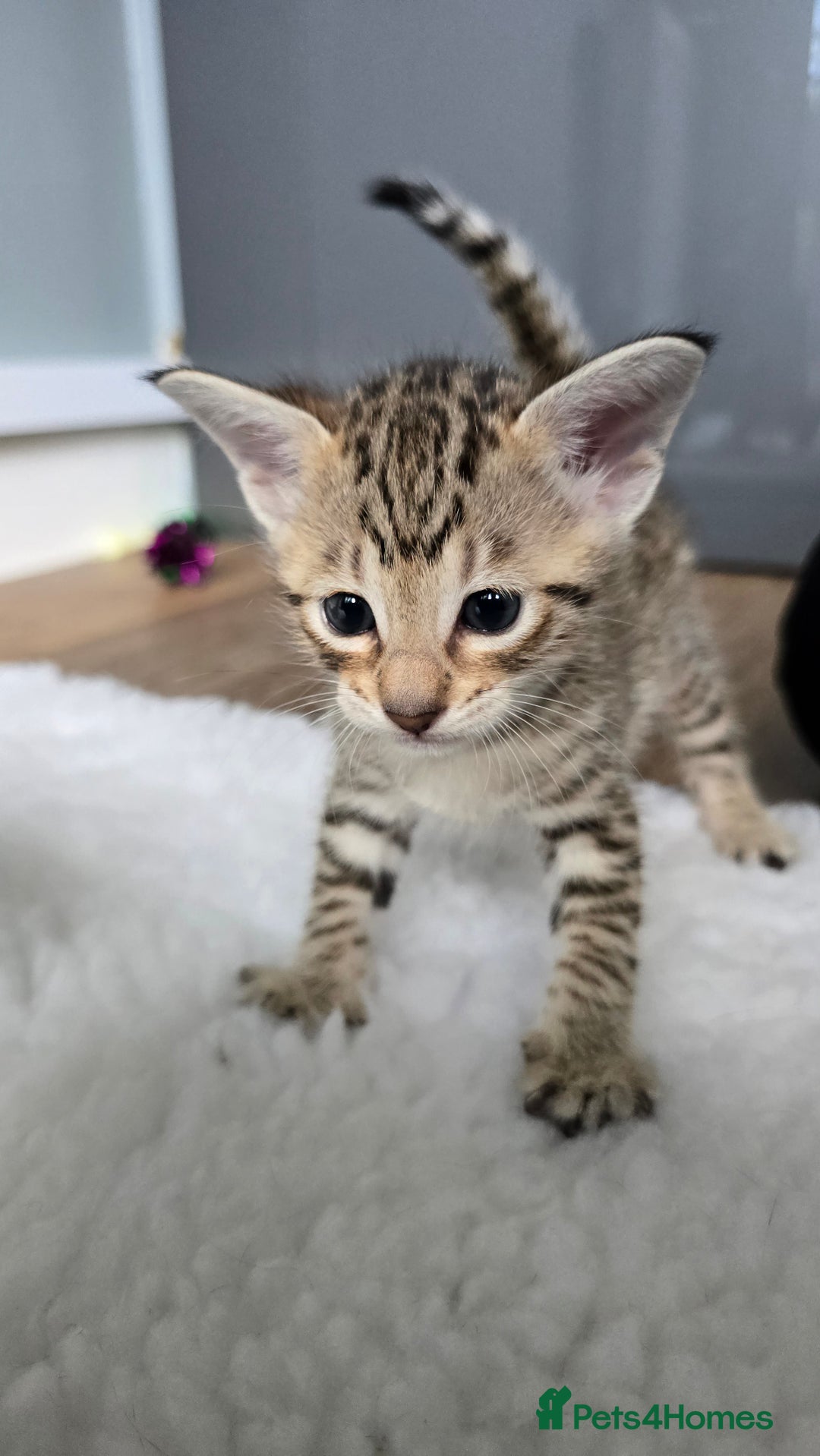 Savannah cats for sale: TICA Registered F8 savannah kittens  - Image 11