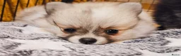 Pomeranian dogs for sale: 1 girl left - KC registered pomeranian puppies - Advert 21