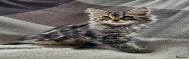 Siberian 3