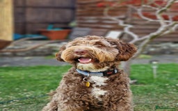 Labradoodle dogs for stud: Charming Aussie Labradoodle-Fully Clear Genetics - Image 2