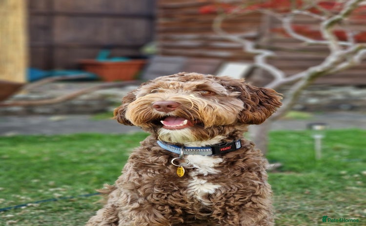 Labradoodle dogs - Advert 2