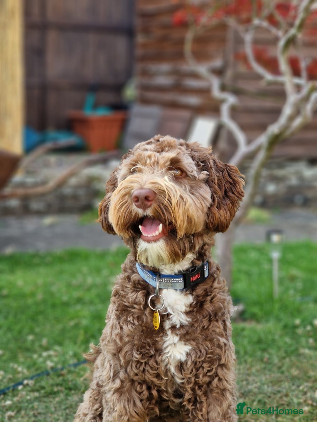 Labradoodle dogs for stud: Charming Aussie Labradoodle-Fully Clear Genetics - Image 2