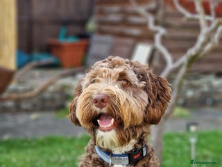 Labradoodle dogs ✨DNA Clear Australian Labradoodle ✨ - Advert 5